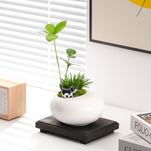 幸运草四叶草盆栽墨西哥铁树盆栽桌面好养绿植伴手送朋友生日礼物