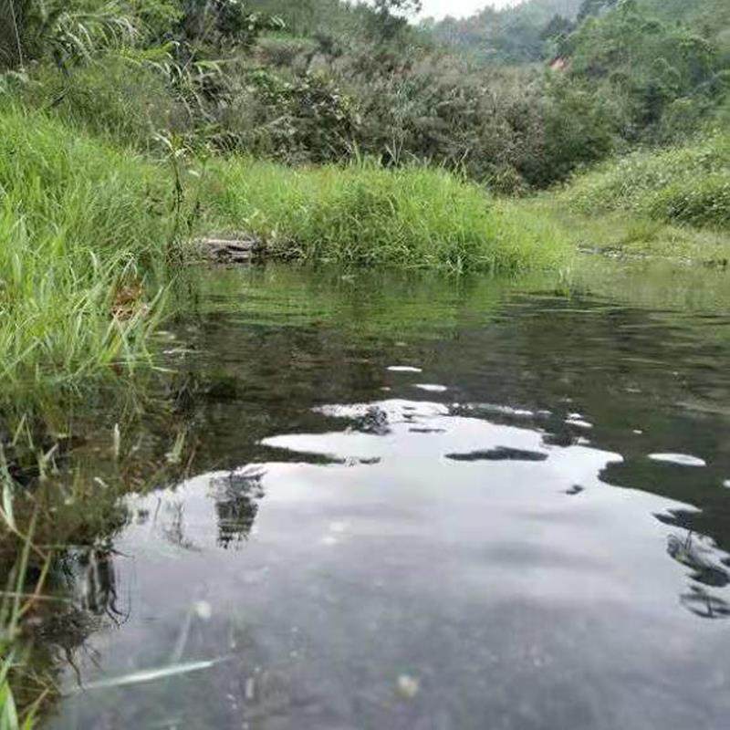 Yy两广黑壳虾除藻虾鱼缸水草清洁工具迷你观赏米虾顺丰广东次日达