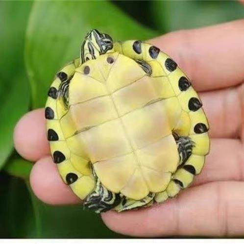 草龟2,宠物/宠物食品及用品,其他益生菌,淘宝优惠券,粉丝福利购,淘宝优惠卷