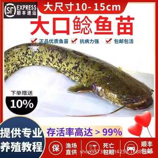 南方大口鲶鱼苗淡水胡子鱼养殖胡须土鲶鱼苗肉食大型冷水凶猛二须