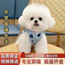 纯种比熊幼犬小体比熊犬茶杯犬韩系比熊犬小型家养犬宠物犬