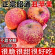 现摘云南昭通丑苹果冰糖心新鲜水果整箱装 脆甜 包邮 当季 10斤红富士