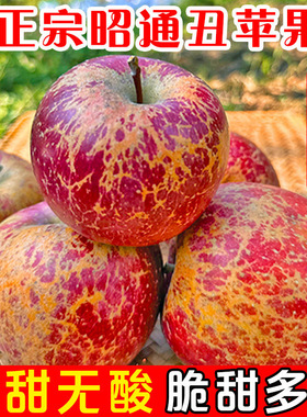 现摘云南昭通市丑苹果水果新鲜整箱当季10斤红露富士糖心苹果绍通