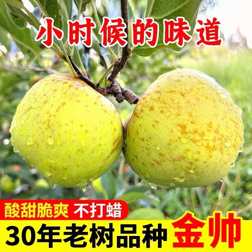 黄金帅青苹果新鲜酸脆甜孕妇苹果