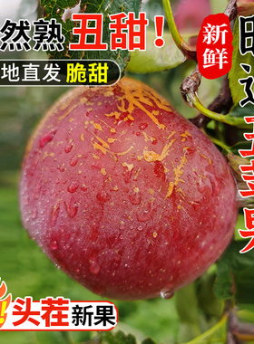 正宗云南昭通丑苹果冰糖心当季整箱包邮高山现摘脆甜新鲜水果10斤