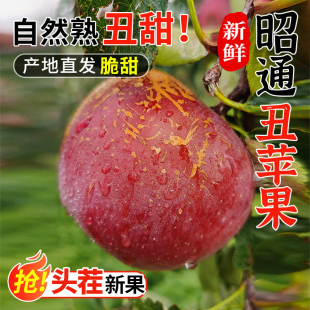 高山现摘脆甜新鲜水果10斤 包邮 正宗云南昭通丑苹果冰糖心当季 整箱