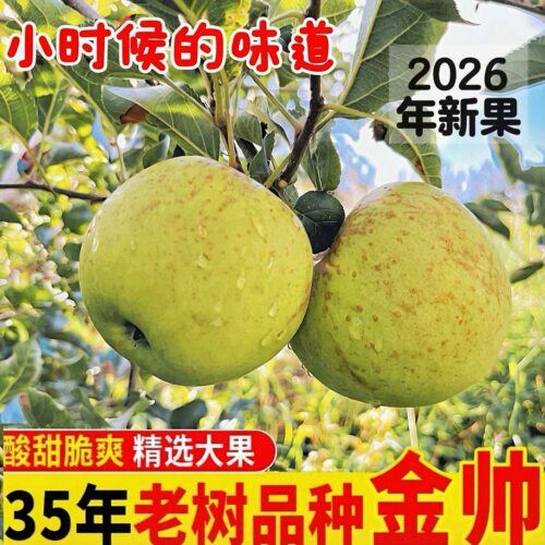 昭通黄金帅青苹果新鲜酸甜整箱邮