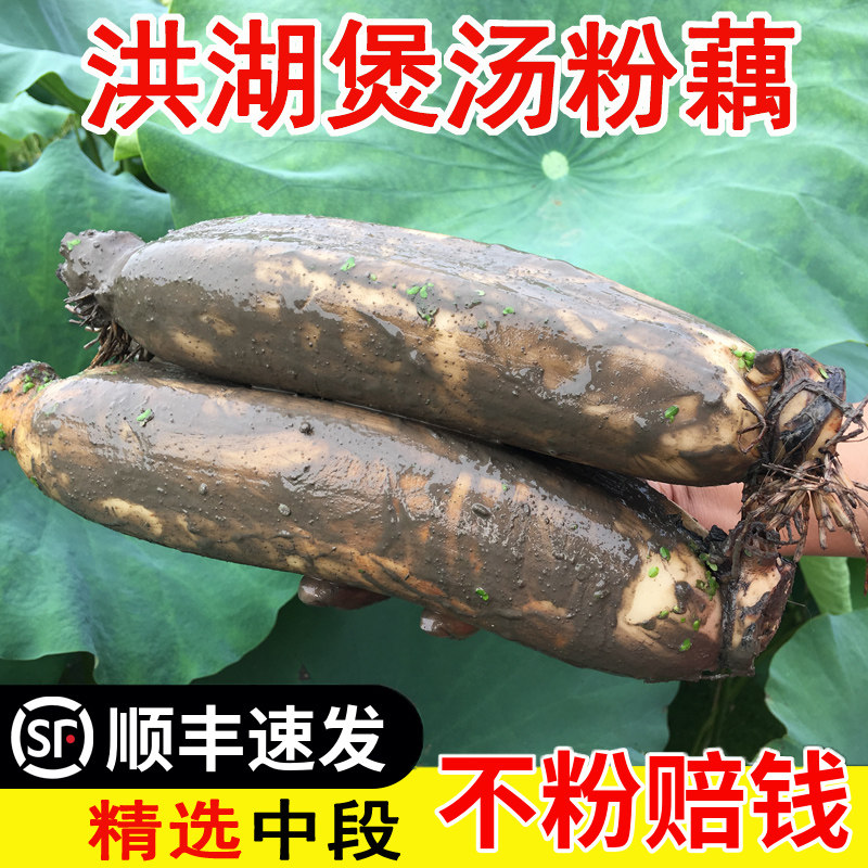湖北正宗洪湖粉藕莲藕新鲜煲汤现挖糯米桂花藕农家特产蔬菜圆通