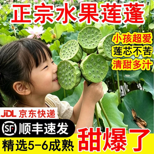 人人爱吃的水果莲蓬嫩甜