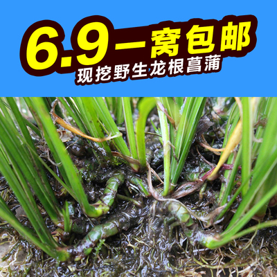 石菖蒲附石龙根菖蒲草水培盆景植物龟缸养鱼室内外微景观庭院绿植