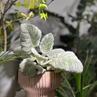 银灰鼠尾草银灰毛绒观叶组盆植物羊毛手套耐寒多年生盆栽满18包邮