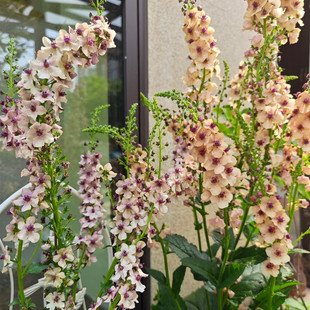 毛蕊花南方魅力花苗高杆植物庭院花园多年生耐寒植物盆栽满18包邮