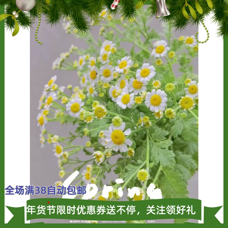 洋甘菊阳台庭院春夏秋