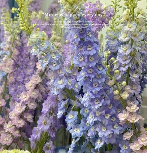 大飞燕草穴盘苗多年生耐寒耐热阳台庭院花园耐寒盆栽植物满18包邮