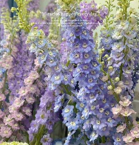 大飞燕草花苗盆栽苗耐寒满额包邮