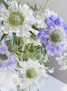 蓝盆花穴盘苗高加索系列多年生耐寒耐热阳台花园庭院组合花卉盆栽