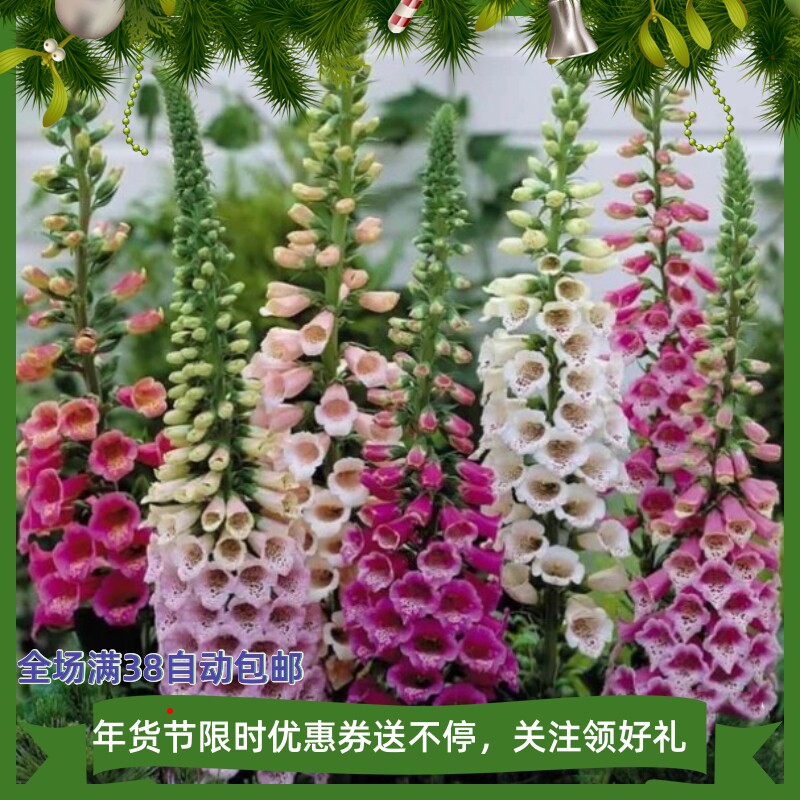 满28包邮毛地黄穴盘苗耐寒多年生斑点狗系列阳台庭院花园组合花境