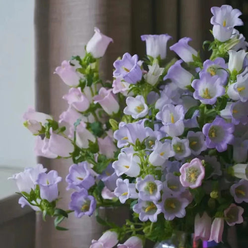 风铃草花苗酒杯风铃清新趣味包邮