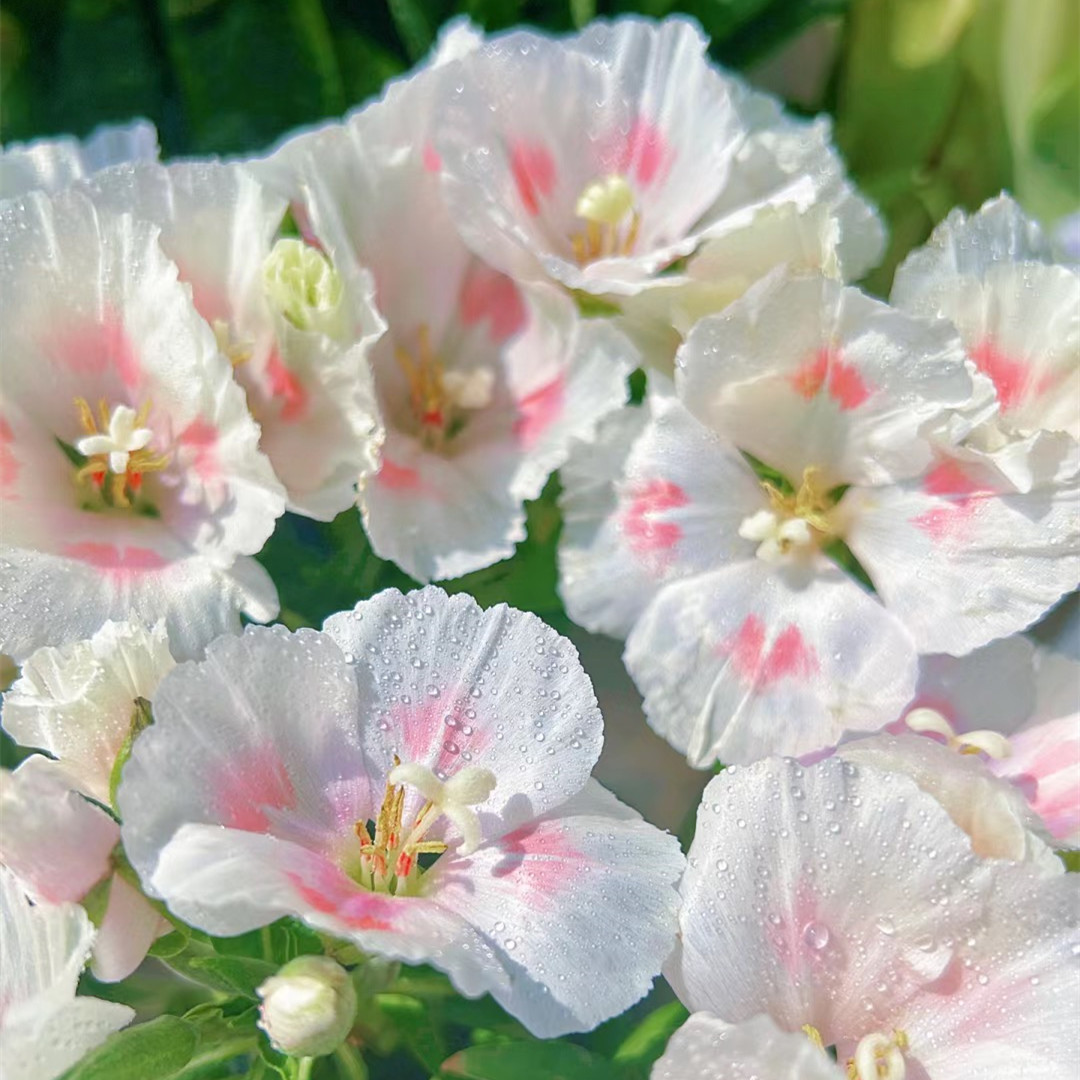 古代稀花苗盆栽花卉阳台窗台庭院花园植物花大花多易爆花趣味花卉