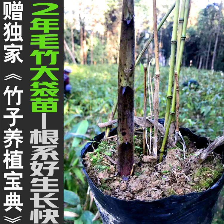 毛竹庭院绿化美观根系好活