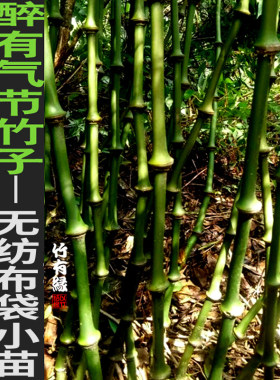 文天祥算盘罗汉庭院绿化直销筇竹