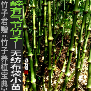 文天祥竹筇竹算盘竹罗汉竹子苗竹盆栽景竹别墅庭院绿化基地直销