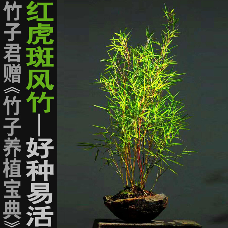 精品红色虎斑风竹室内绿植迷你小竹子苗竹盆栽景竹阳台观赏竹子君