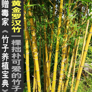 黄金罗汉竹子君观赏竹庭院室内绿植竹盆栽景竹基地直销罗汉竹子苗