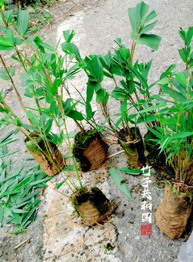 绿植苗竹四方形适合桌上庭院盆栽