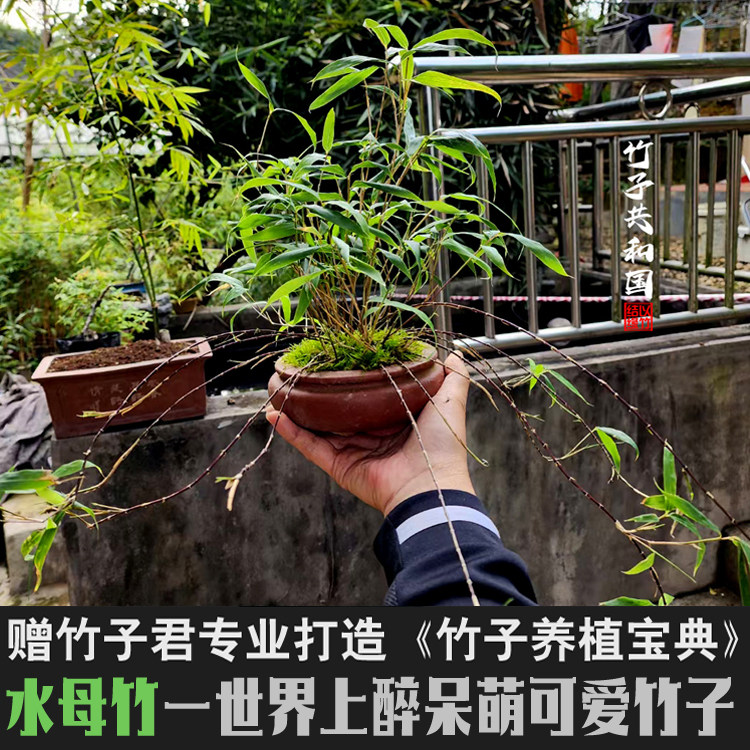 水母竹日本小藤竹吊兰竹苗阳台办公室内绿植竹盆栽景竹子君竹子苗