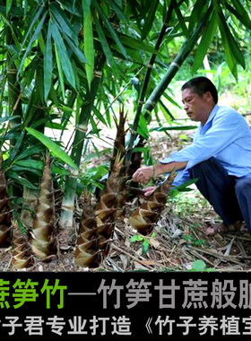 甘蔗笋曼歇竹山地脆甜生吃笋甜笋