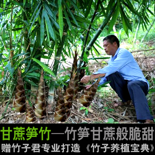 甘蔗笋竹曼歇甜龙竹水果笋竹勃氏甜龙竹甜竹笋苗生吃竹笋基地直销