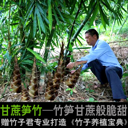 甘蔗笋竹曼歇甜龙竹水果笋竹勃氏甜龙竹甜竹笋苗生吃竹笋基地直销