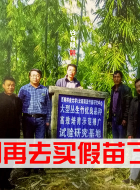 正宗水果笋竹苗甜竹苗