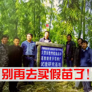 正宗水果笋竹苗勃氏甜龙竹营养杯苗竹子苗竹子君基地直销甜竹苗