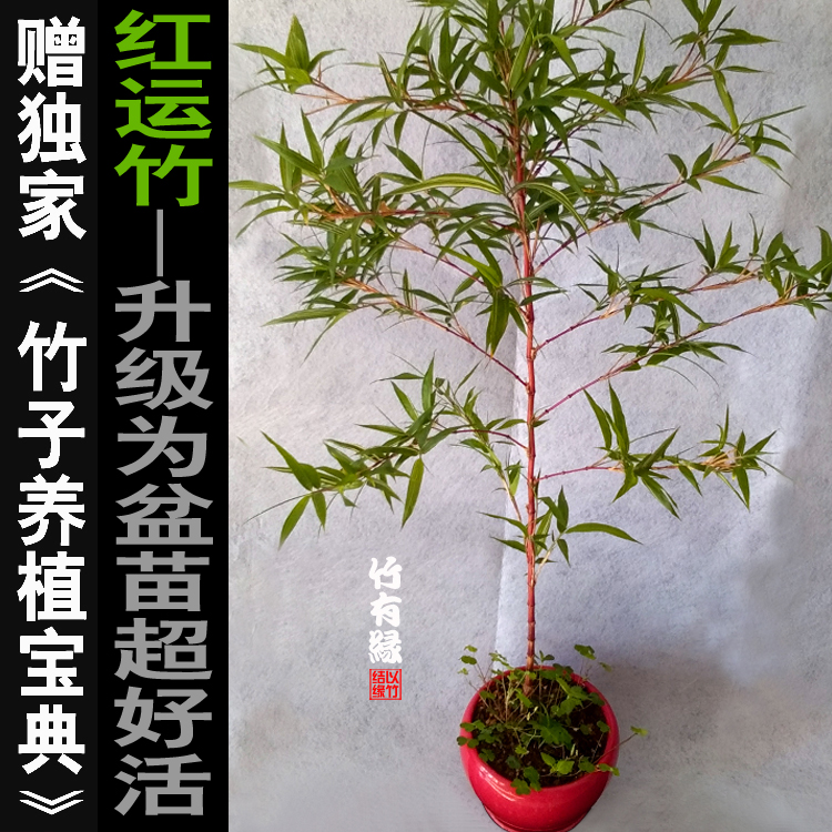 红色竹子红运竹红寒竹竹子庭院