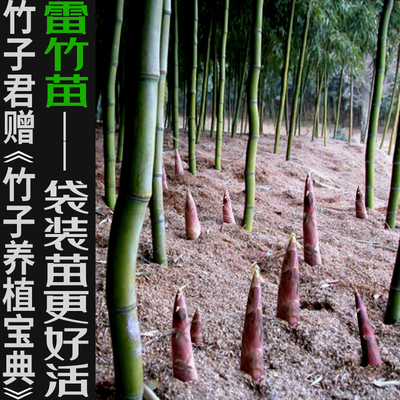 竹子君雷竹苗竹子苗竹笋