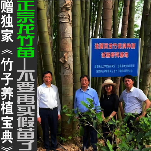 正宗巨龙竹苗云南巨龙竹子苗