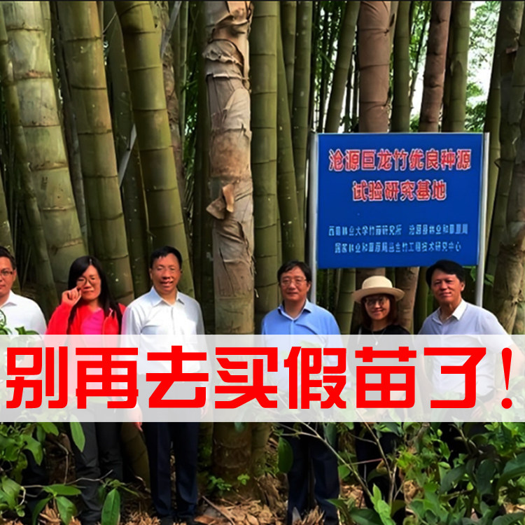 云南基地直销巨龙竹竹苗工艺竹苗观赏竹庭院种植大型丛生竹临沧竹
