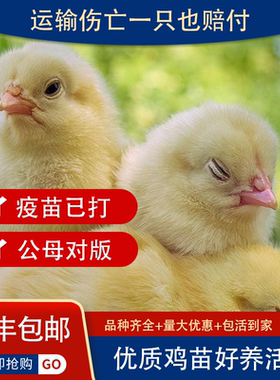 小鸡活体小鸡仔活的网红小黄鸡家养宠物三黄鸡仔可爱迷你小鸡零售