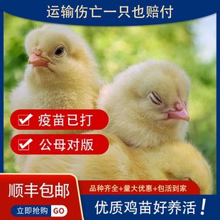 小鸡活体小鸡仔活的网红小黄鸡家养宠物三黄鸡仔可爱迷你小鸡零售