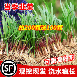 韭菜根苗紫根四季韭菜苗红根宽叶大叶农家本地土韭菜小叶种籽种子