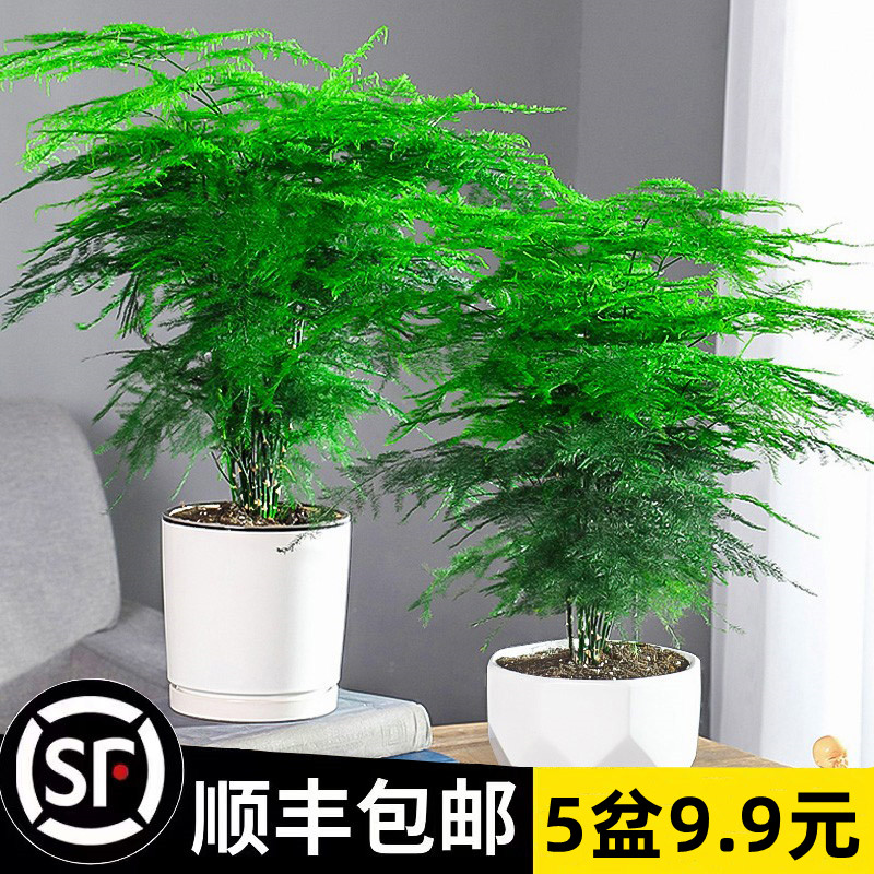 文竹盆栽植物室内花卉