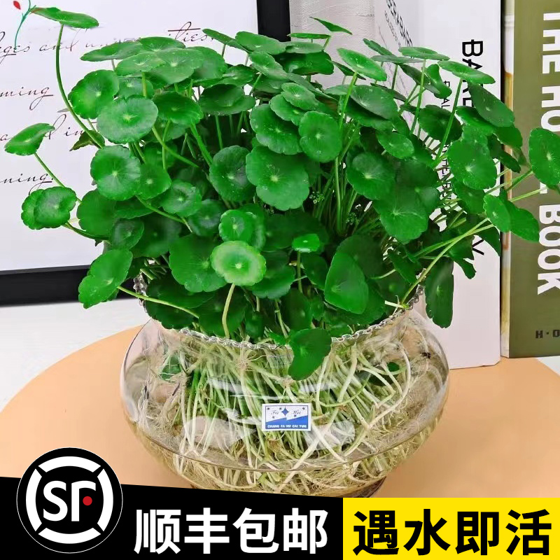 铜钱草阳台含盆水培植物