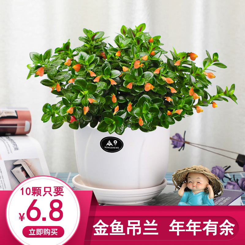 金鱼吊兰盆栽花苗牡丹千叶口红吊兰常青藤金心边吊兰室内绿植花卉