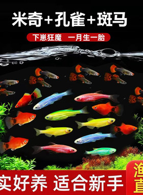 3种小鱼 斑马鱼+孔雀鱼+米奇鱼小型鱼淡水鱼易活好养凤尾鱼灯科鱼