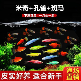 3种小鱼 斑马鱼+孔雀鱼+米奇鱼小型鱼淡水鱼易活好养凤尾鱼灯科鱼