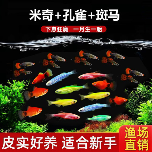 3种小鱼 斑马鱼+孔雀鱼+米奇鱼小型鱼淡水鱼易活好养凤尾鱼灯科鱼