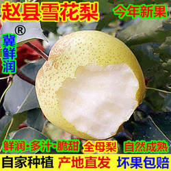 正宗河北赵县雪花梨新鲜水果包邮赵州原产地冰糖雪梨煮梨水熬梨膏
