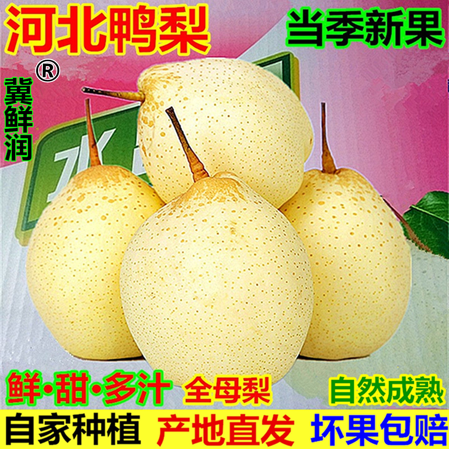 正宗河北鸭梨当季新鲜水果整箱包邮原产地赵县特产水晶梨酸甜可口 - 实物图